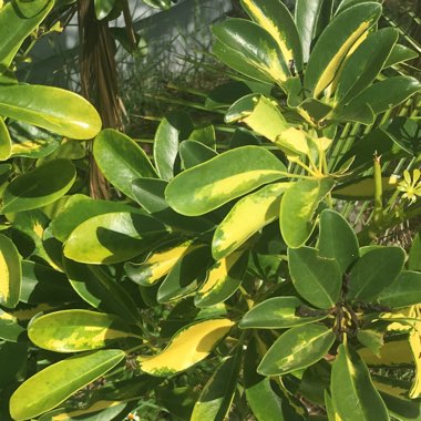 Schefflera arboricola