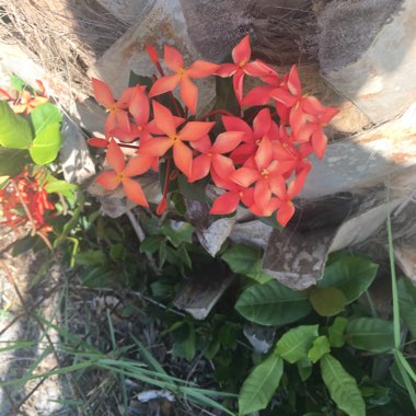 Ixora