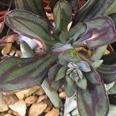 Echeveria Nodulosa