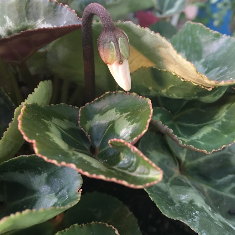 plant image 752637 plant image 752637