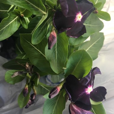 Catharanthus roseus syn. Vinca rosea