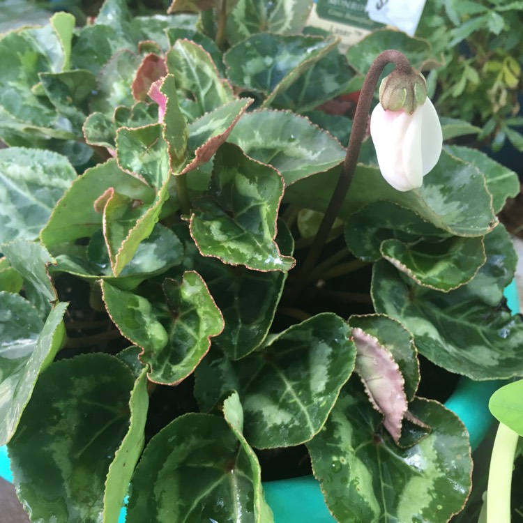 plant image 757689 plant image 757689