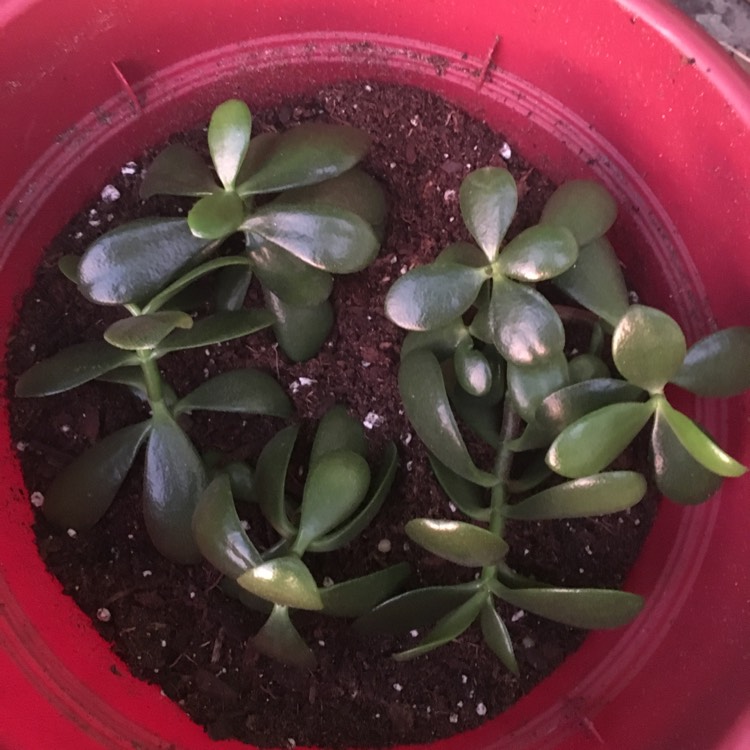 plant image 757861 plant image 757861