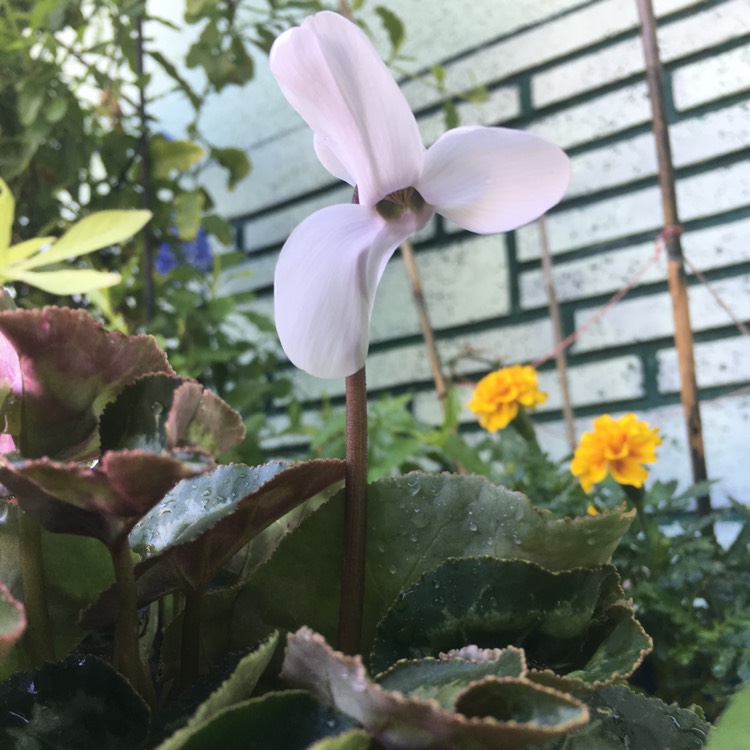 plant image 758656 plant image 758656