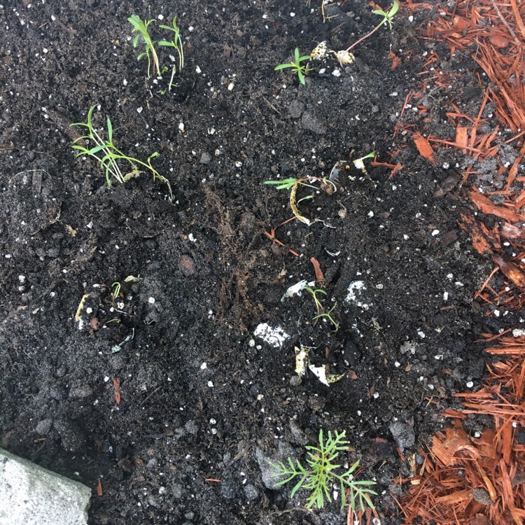plant image 758661