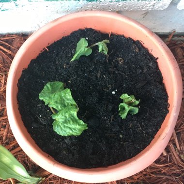 Ipomoea turbinata