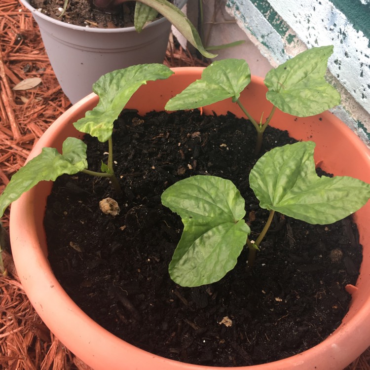 plant image 761635 plant image 761635