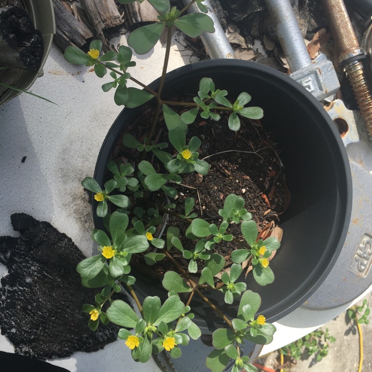 plant image 761666