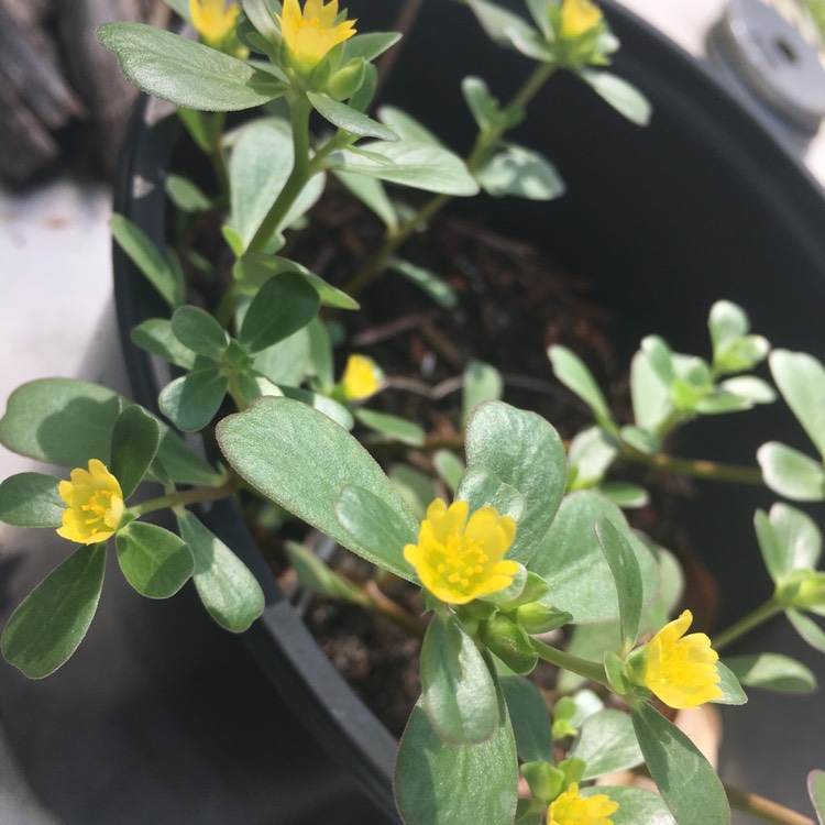 plant image 761668