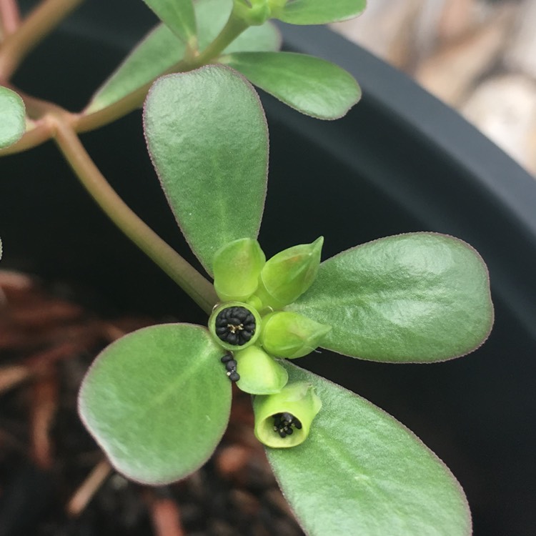 plant image 761672