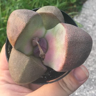 Pleiospilos nelii 'Royal Flush'