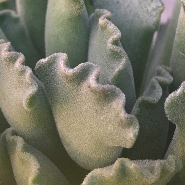 plant image 765775 plant image 765775