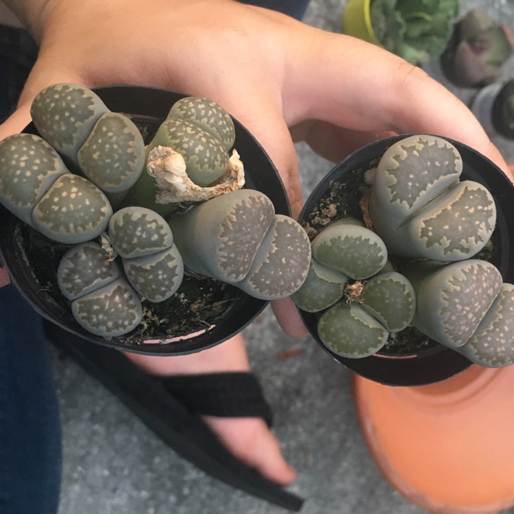 Plant image Lithops Hallii var. Hallii
