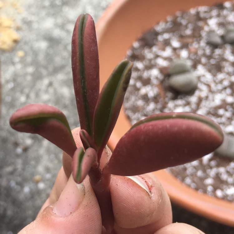 plant image 772276 plant image 772276