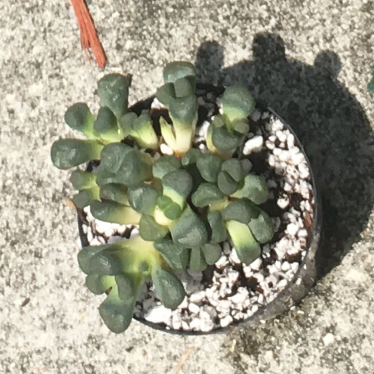 plant image 772378 plant image 772378