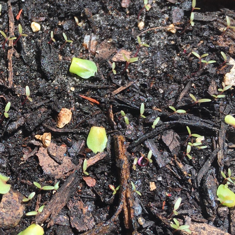 plant image 773267