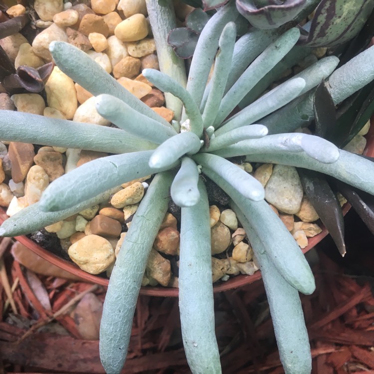 plant image 773285 plant image 773285