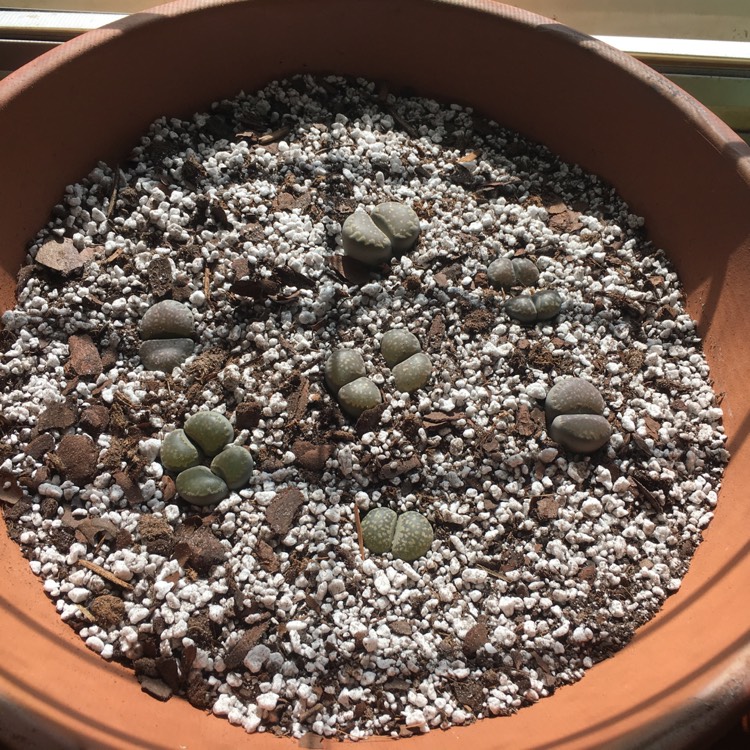 plant image 773665 plant image 773665