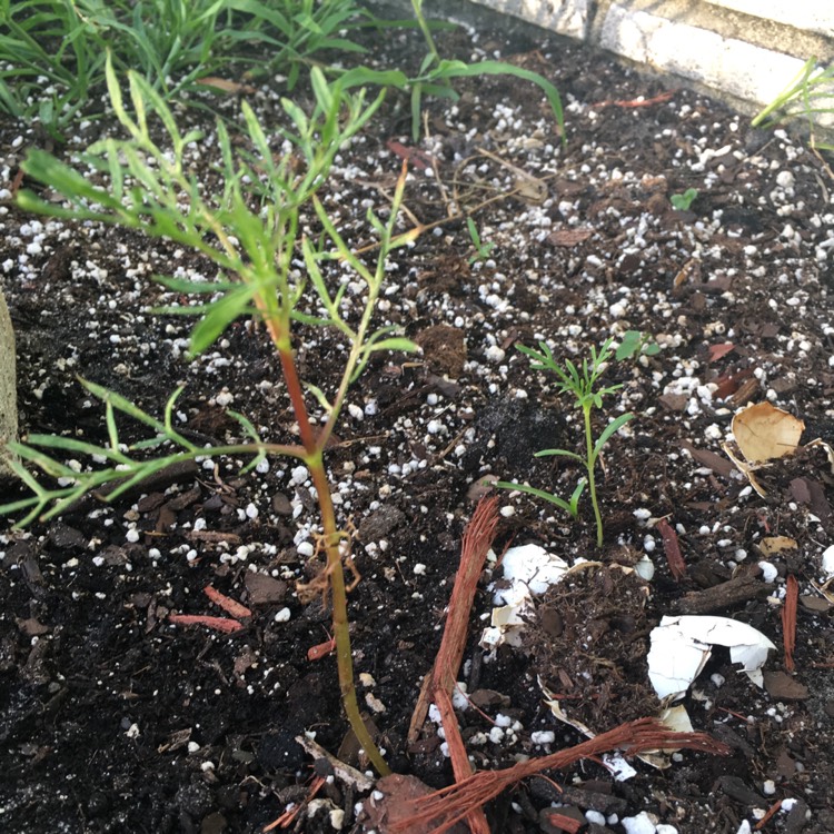 plant image 778659