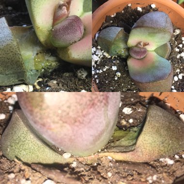 Pleiospilos nelii 'Royal Flush'