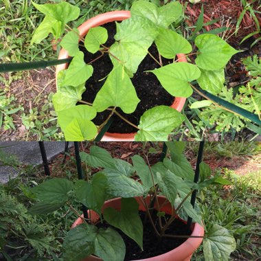 Ipomoea turbinata