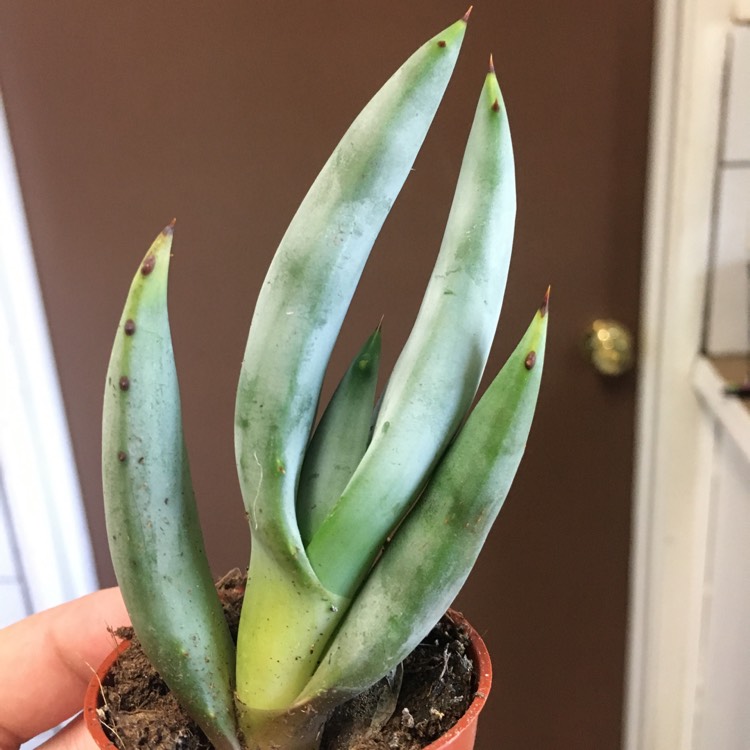 plant image 780495 plant image 780495