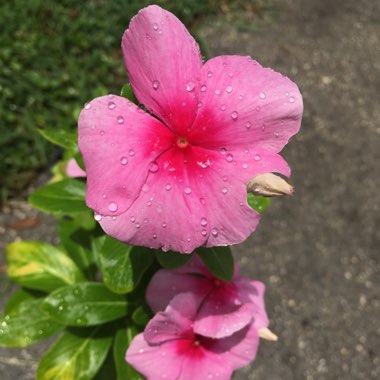 Catharanthus roseus syn. Vinca Rosea 'Grape Cooler'