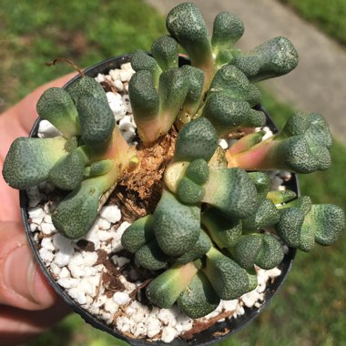 Aloinopsis schooneesii