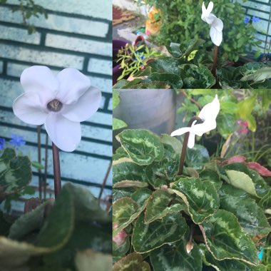 Cyclamen 'Halios Pure White' (Halios Series)