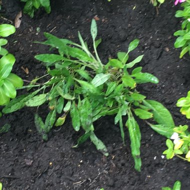 Cynoglossum amabile