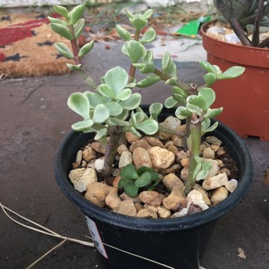 Portulacaria Afra Variegata
