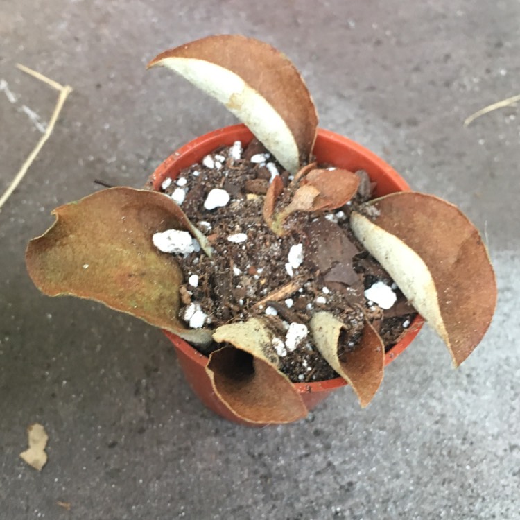 plant image 786704 plant image 786704