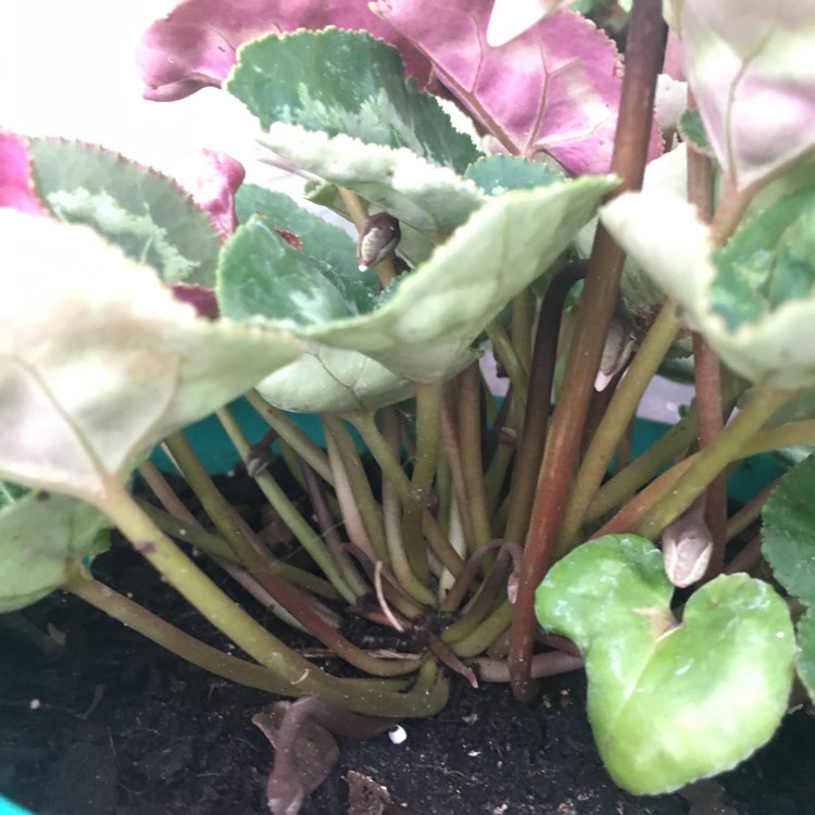 plant image 788151 plant image 788151