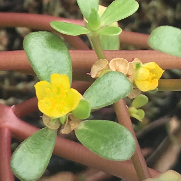 plant image 795221