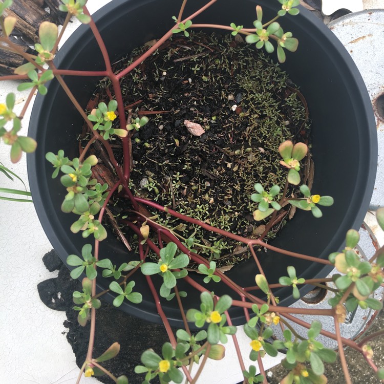 plant image 795227
