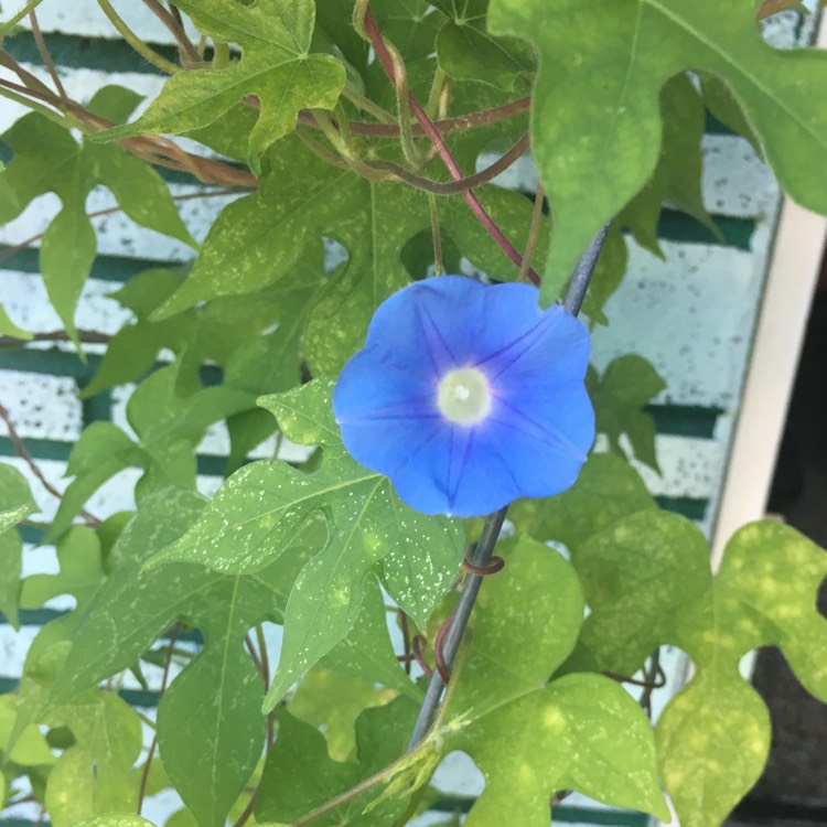 plant image 802018 plant image 802018