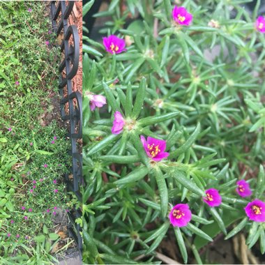 Portulaca grandiflora