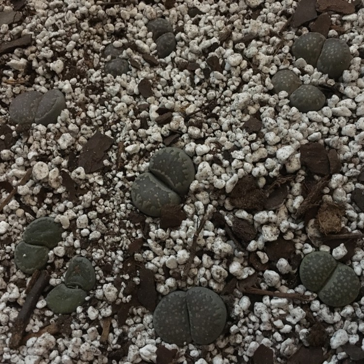 plant image 805053 plant image 805053
