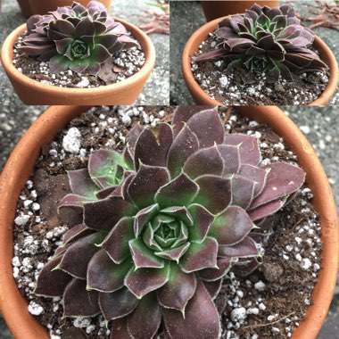 Sempervivum Jovibarba Heuffelii Irene