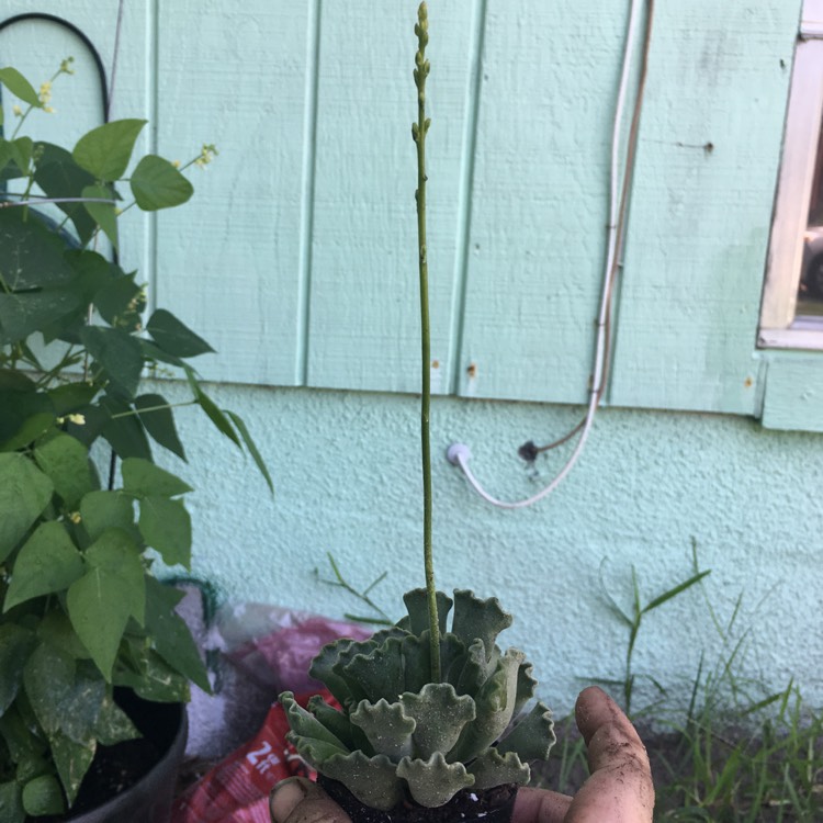 plant image 812502 plant image 812502
