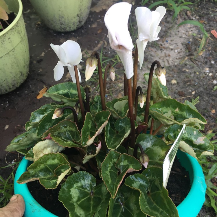 plant image 812529 plant image 812529