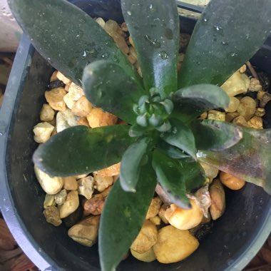 Echeveria Affinis sp.