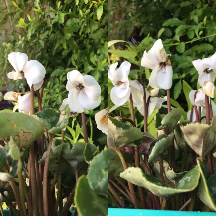 plant image 825497 plant image 825497