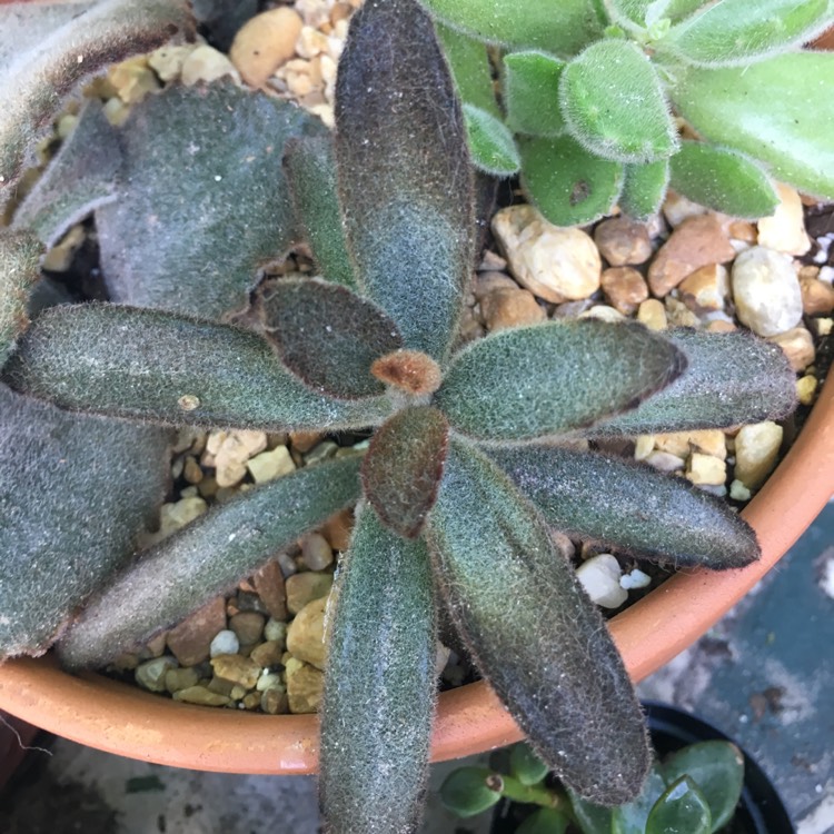 plant image 825529 plant image 825529