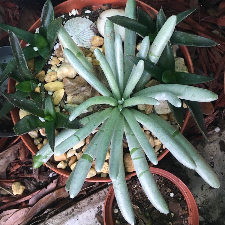 plant image 825545 plant image 825545