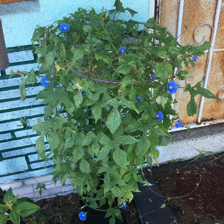 plant image 825562 plant image 825562