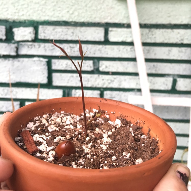plant image 828625