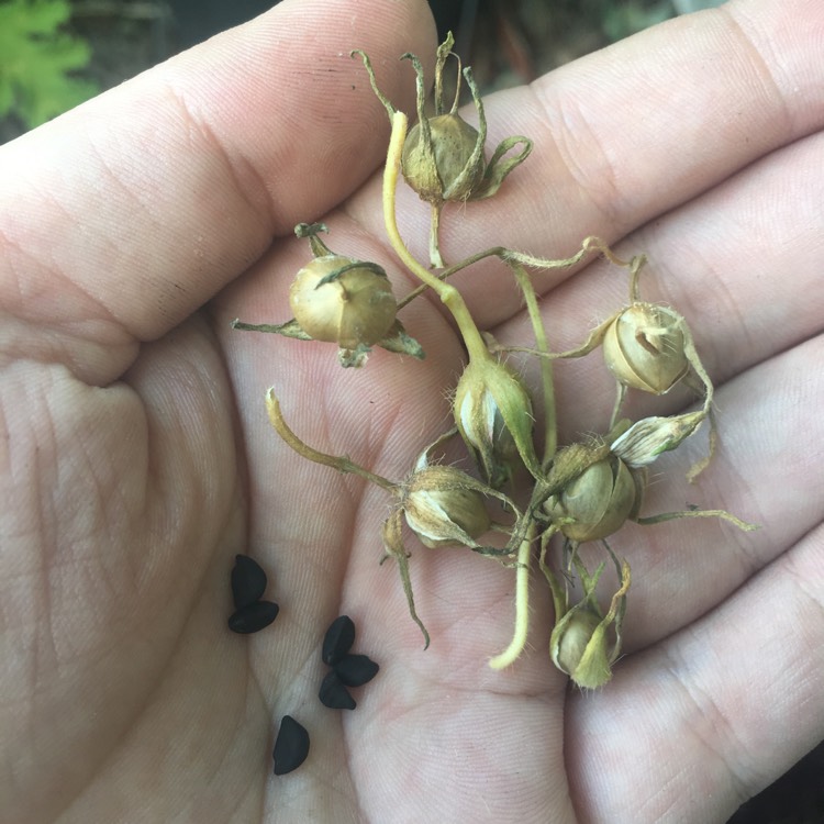 plant image 831895 plant image 831895