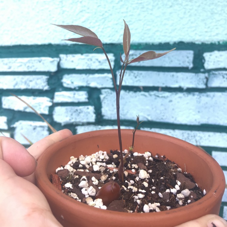 plant image 831896