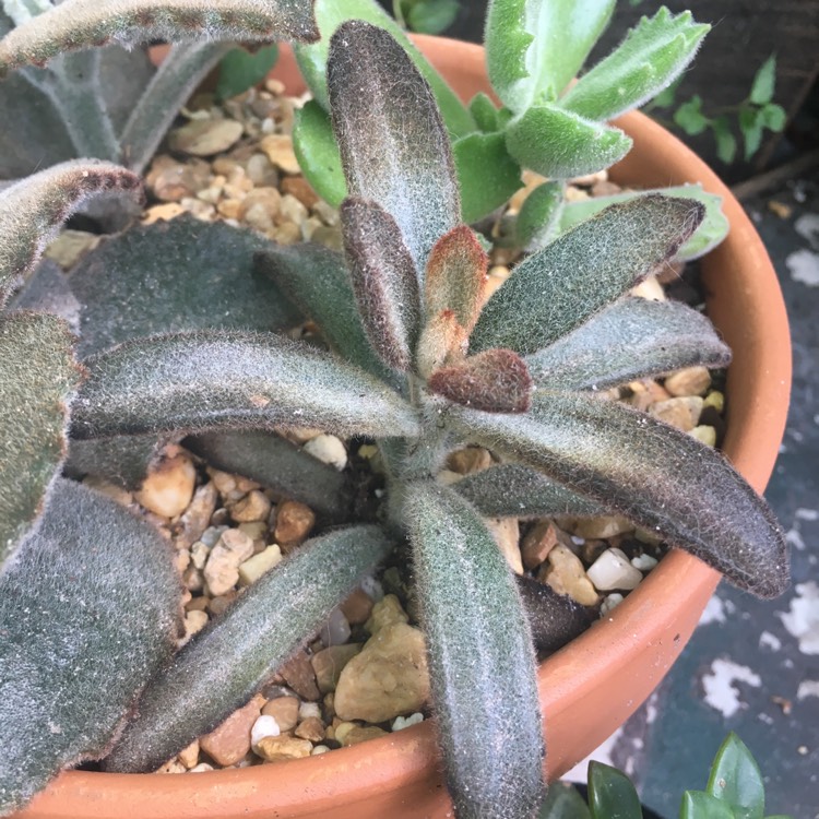 plant image 831904 plant image 831904